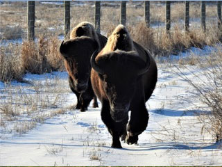 buffalo
